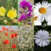 BM IZ 06 inheems bloemenmengsel vogels | 3