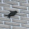 IB GZ 04 Gierzwaluw inbouw nestkast (renovatie) | 7