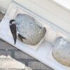 KN HZ 09 Huiszwaluw nest | 8 Afbeelding van een gevelkast van houtbeton voor zwaluwen gepositioneerd onder de dakrand. Verder is er een huiszwaluw zichtbaar die zich vasthoudt aan de gevelkast