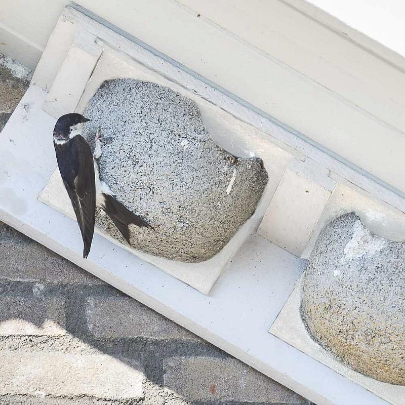 90078_kn-hz-02-kunstnest-huiszwaluw_ppa5264-wit_1 Afbeelding van een gevelkast van houtbeton voor zwaluwen gepositioneerd onder de dakrand. Verder is er een huiszwaluw zichtbaar die zich vasthoudt aan de gevelkast