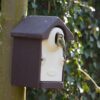 NK SE 08 Nestkast ovaal (bruin) | 6