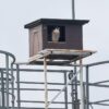 RK SL 01 Slechtvalk nestkast | 4 Afbeelding van een slechtvalk in een nestkast voor slechtvalk van Vivara Pro waar het uitkijkt op het landschap