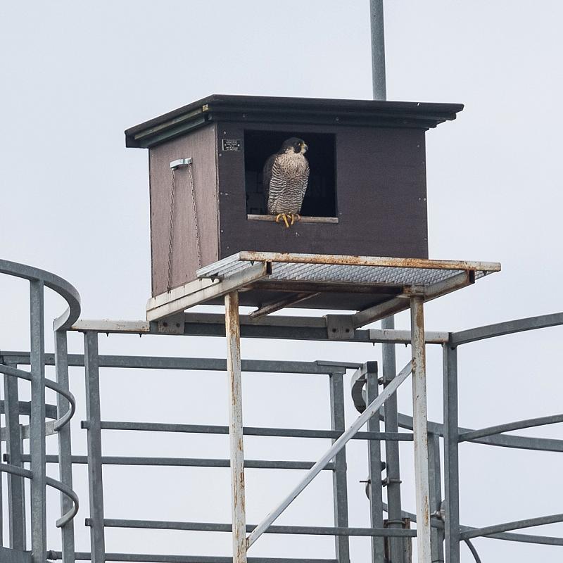 90801-RK-SL-01-Nestkast-Slechtvalk-2 Afbeelding van een slechtvalk in een nestkast voor slechtvalk van Vivara Pro waar het uitkijkt op het landschap