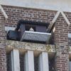 RK SL 01 Slechtvalk nestkast | 3 Slechtvalk die uitkijkt op een landschap vanuit zijn nestkast voor slechvalk van Vivara Pro. De nestkast slechtvalk is geĆÆnstalleerd op een kerk.