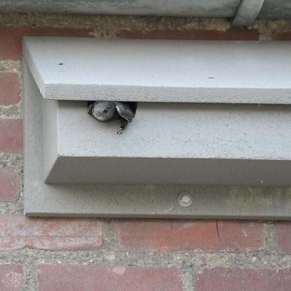 90806_NK-GZ-08-Nestkast-Gierzwaluw_PPA5578 Afbeelding van een gierzwaluw die uit een nestkast voor gierzwaluwen gaat vliegen.