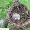 RK BU 01 Buizerd nestmand | 5
