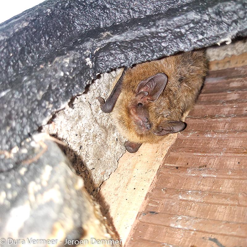 91441_VK-WS-03-Vleermuizenkast_DuraVermeer-JeroenDemmer_IMG_20190918_124651434 Afbeelding van een vleermuis in de spouw van een huis