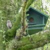 UK ST 01 Steenuil nestkast | 5