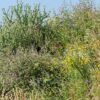 BM IZ 06 inheems bloemenmengsel vogels | 9