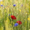 BM IZ 06 inheems bloemenmengsel vogels | 11