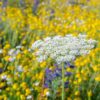 BM IZ 07 inheems bloemenmengsel zandgronden | 5