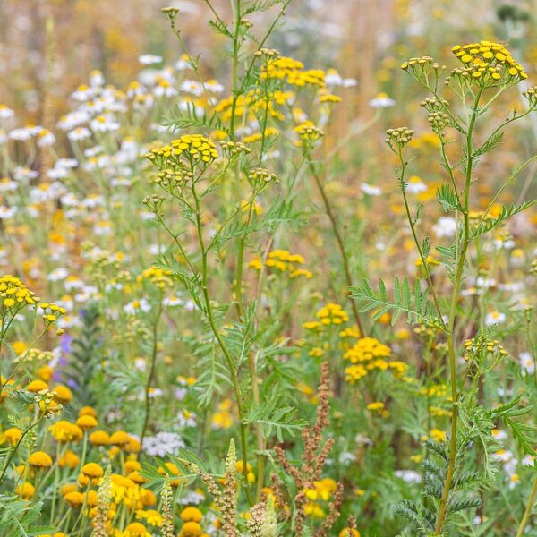 Afbeelding van inheemse planten die kan worden geplant in bermen rondom wegen voor infrastructuurprojecten