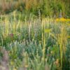 BM IZ 07 inheems bloemenmengsel zandgronden | 10