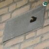 IB GZ 03 en 05 bewoond door een gierzwaluw