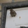 IB MU 06 Huismus inbouw nestkast enkel (renovatie) | 10 IB MU 06/07 huismus