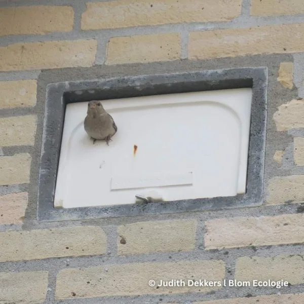 IB MU 06/07 huismus