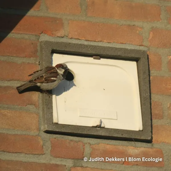 IB MU 06/07 huismus
