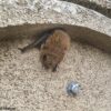 VK WS 02 Vleermuis gevelkast | 8 VK WS 02 Vleermuis gevelkast | 7