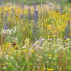 BM IZ 07 inheems bloemenmengsel zandgronden | 8