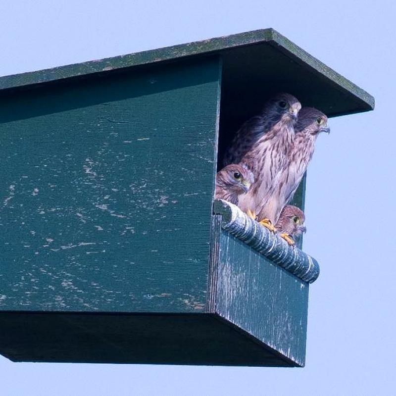Torenvalk_Nestkast Afbeeldingen van twee torenvalken met hun jong in een nestkast voor torenvalken van Vivara Pro