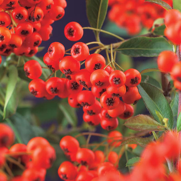 Voordelen klimplanten direct laten groeien uit ondergrond vivarapro