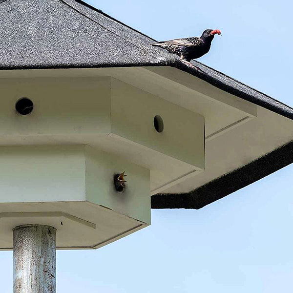 natuurlijke-controle-hinderlijke-soorten-vivarapro Natuurlijke controle hinderlijke soorten