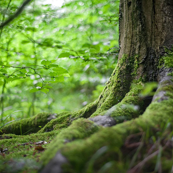 fsc-vivarapro Afbeelding van een boom om het FSC® keurmerk voor vivara pro te indiceren