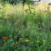 Dakbloemenweide van inheemse planten | 6 Dakbloemenweide van inheemse planten | 5