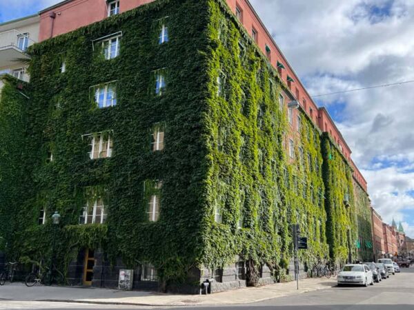 Afbeelding van een gebouw met een groene gevel c.q. klimop. Een uniek voorbeeld van het integreren van de natuur in de bebouwde omgeving.