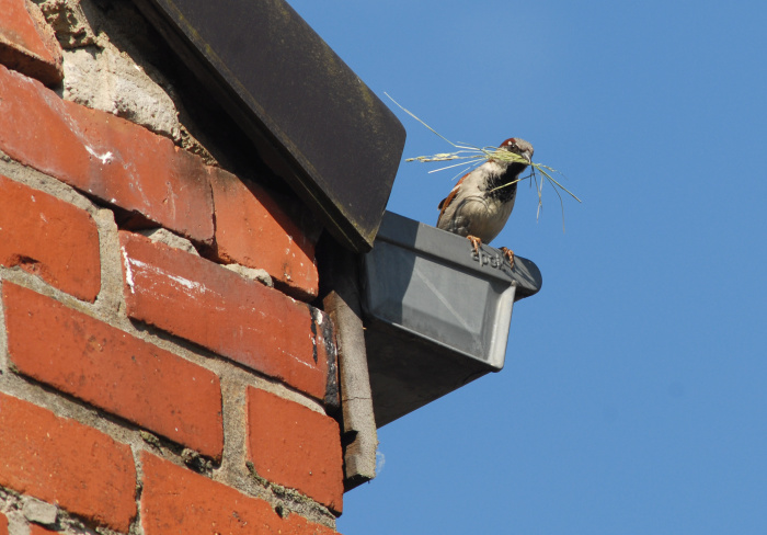 Huismusman_met_nestmateriaal Faunamanagement - huismussen, gierzwaluwen en vleermuizen - Vivara Pro