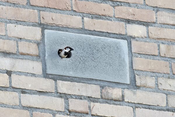 Houtbeton inbouwsteen voor huismussen en gierzwaluwen