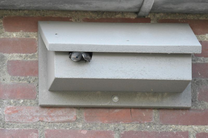 90806_NK-GZ-08-Nestkast-Gierzwaluw Afbeelding van een gevelkast voor de gierzwaluw gemaakt van WoodStone®, oftewel houtbeton