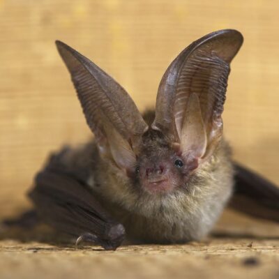 Grootoorvleermuis Afbeelding van een Grootoorvleermuis