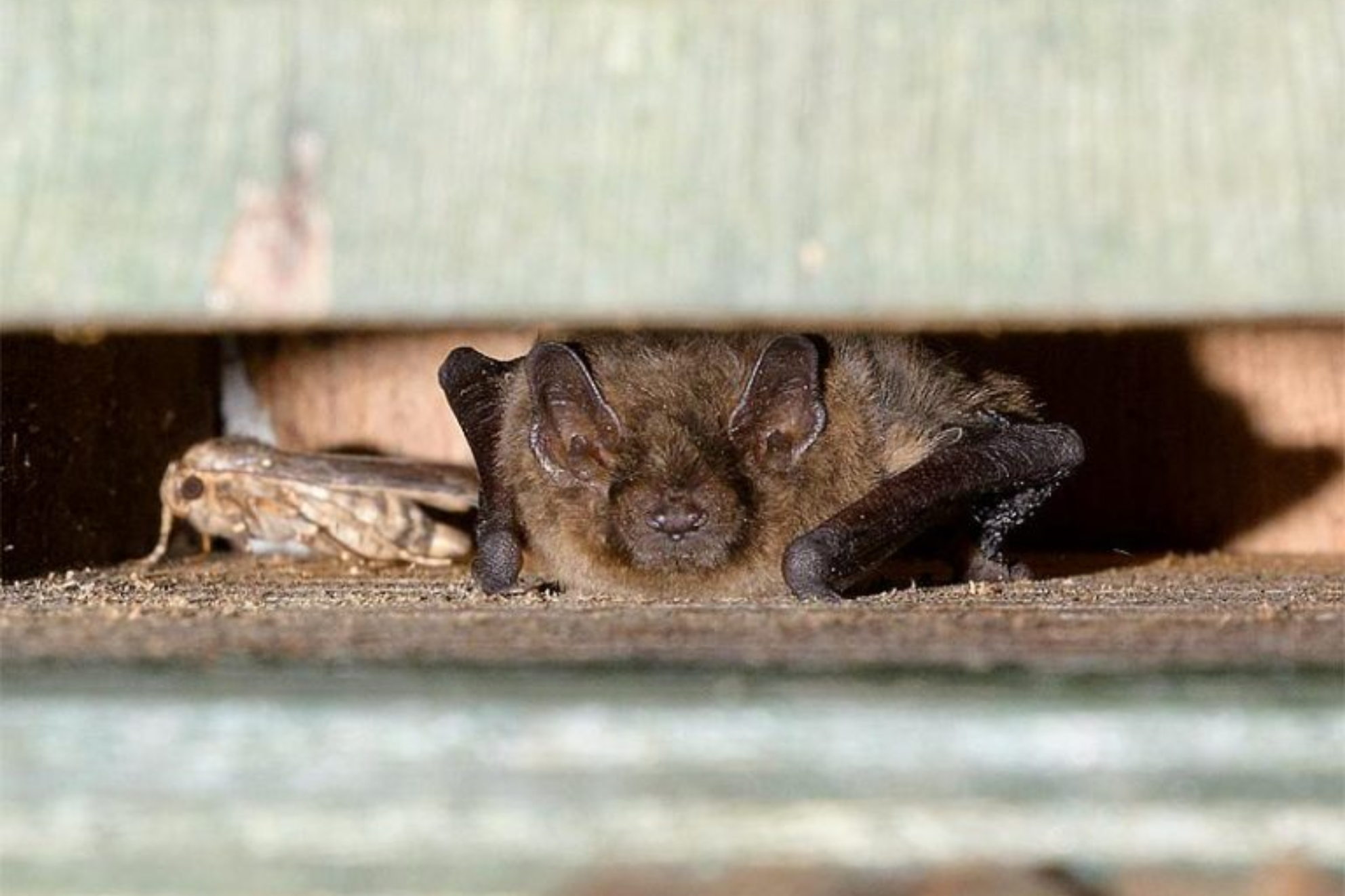 Fledermaus_Nistkasten Bild eines Fledermause in ein Fledermauskasten von Vivara Pro