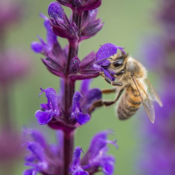 80068-salie afbeelding van een insect die een salieplant bestuift