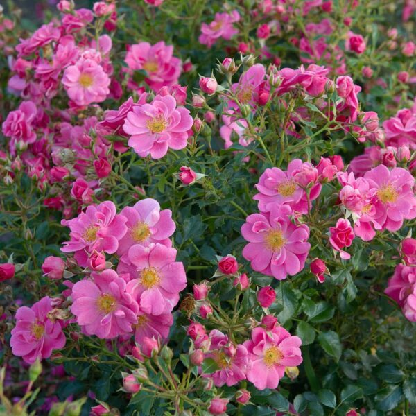 Roos Bijenweelde® Roze | 2 Roos Bijenweelde® Roze | 1