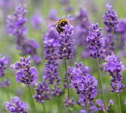 Lavendel | 1 lavendel, volwassen planten
