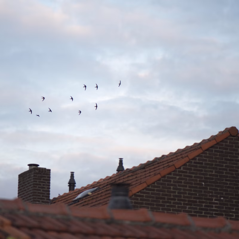gierzwaluwen Gierzwaluwen boven stedelijke daken – een voorbeeld van natuurinclusief bouwen waarbij architecten ruimte creëren voor natuur in de stad.