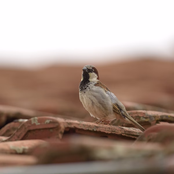 Huismus op een dak Huismus op een dakpan als symbool voor natuurinclusief bouwen – architecten creëren samen met voorzieningen voor de huismus leefruimte voor stadsvogels