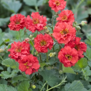 Nagelkruid ‘Mrs. Bradshaw’ | Volwassen planten