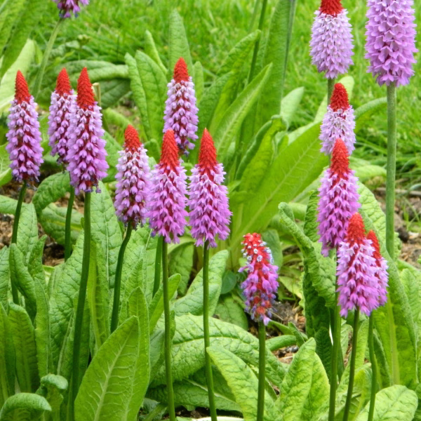 Orchideeprimula | 1 Orchideeprimula | volwassen planten