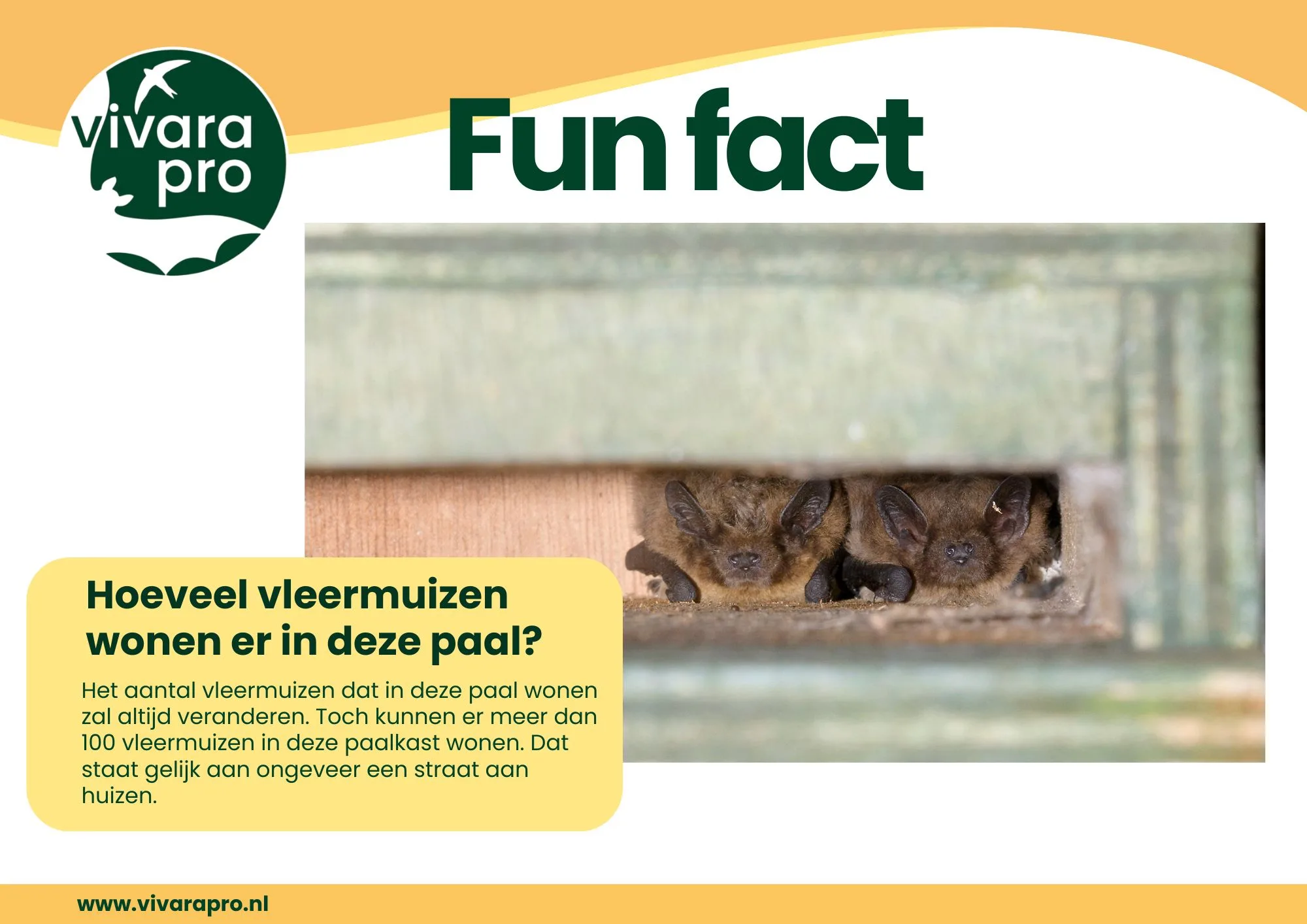 Hoeveel vleermuizen wonen er in deze paal? Afbeelding van een fun fact met de vraag "Hoeveel vleermuizen wonen er in deze paal?" en het antwoord "Het aantal vleermuizen dat in deze paal wonen zal altijd veranderen. Toch kunnen er meer dan 100 vleermuizen in deze paalkast wonen. Dat staat gelijk aan ongeveer een straat aan huizen." op de achtergrond ziet met het Logo van Vivara Pro en twee Gewone grootoorvleermuizen die in een paalkast voor vleermuizen aan het rusten zijn.
