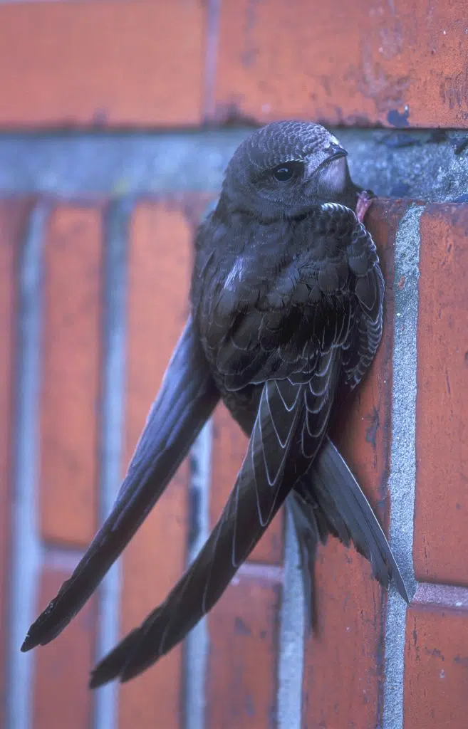 swift swift bird clanging onto a brick wall