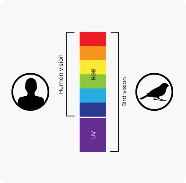 Afbeelding van een grafiek die uitlijnt dat een mens alleen RGB-spectrum kleuren kan zien en vogels ook het UV-spectrum aan kleuren zien.