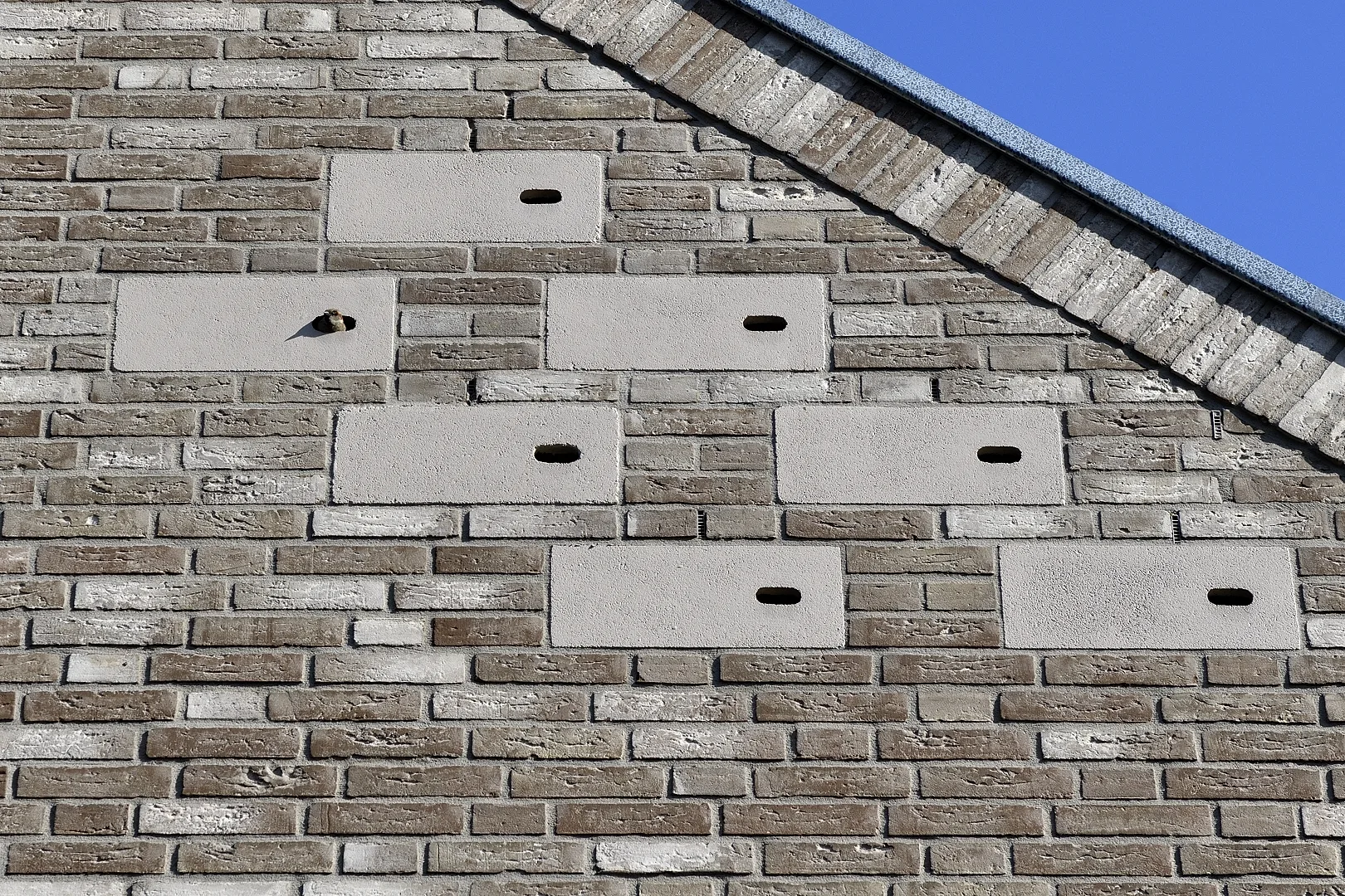 Inbouwstenen_Gevel Afbeelding van een zestal inbouwstenen welke zijn geïntegreerd in de gevel van een woning. uit een van invliegopening is een huismus zichtbaar.