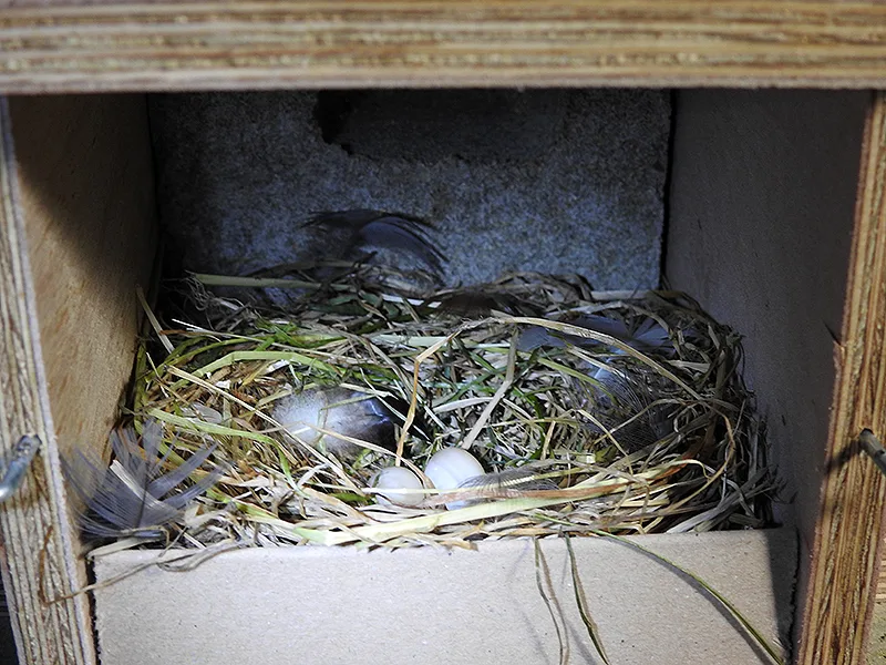 Afbeelding van de achterkant van een oeverzwaluwwand van Vivara pro waarbij een nestcompartiment zichtbaar is. In deze nestkast is een nest gebouwd door de oeverzwaluw en zijn enkele eieren zichtbaar.