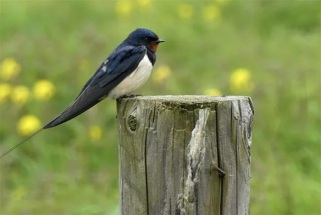 Boerenzwaluw_640 Afbeelding van een boerenzwaluw die op een stuk hout zit.
