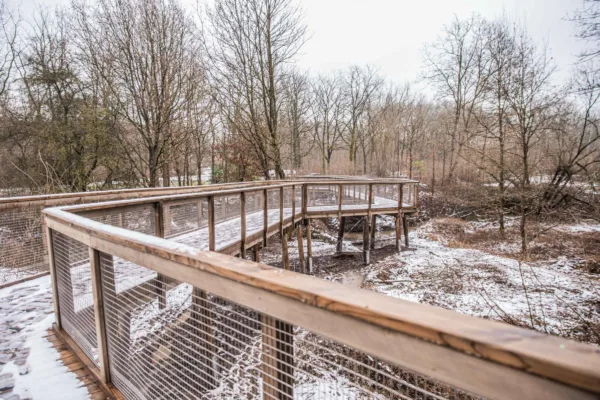 Afbeelding van een vlonderpad dat zich boven de natuur bevindt