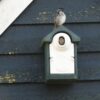 Afbeelding van de NK SE 07 Nestkast, een groene nestkast gemaakt van houtbeton van Vivara Pro. In deze nestkast ziet men een kop van een vrouwelijke huismus naar buiten kijken. Bovenop de nestkast staat een mannelijke mus die rondkijkt.