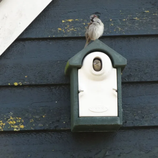 Afbeelding van de NK SE 07 Nestkast, een groene nestkast gemaakt van houtbeton van Vivara Pro. In deze nestkast ziet men een kop van een vrouwelijke huismus naar buiten kijken. Bovenop de nestkast staat een mannelijke mus die rondkijkt.